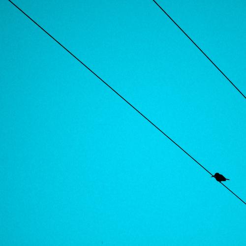 You call me as bird