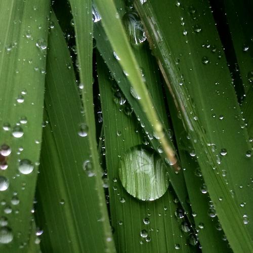 Water and Leaf