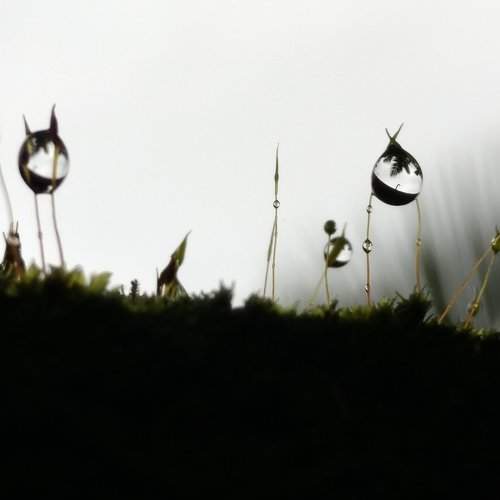 Rain drops