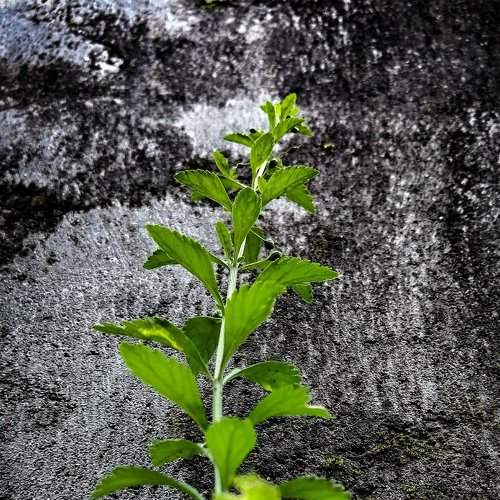 Photo #2169920