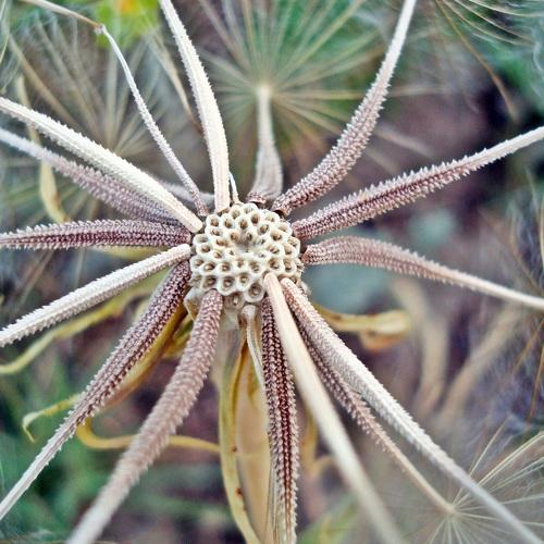 amazing cosmic flower