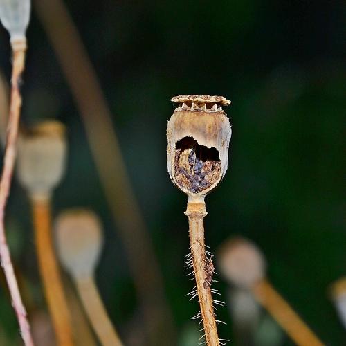 seed poppy