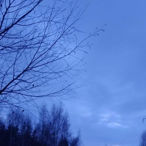 Зимний лес