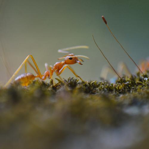 cute little guy