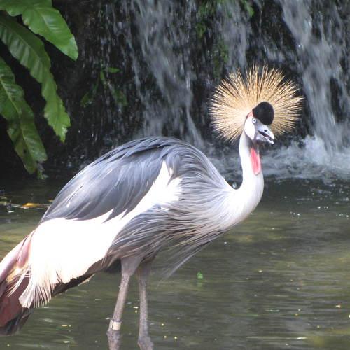 Jurong bird park singapore