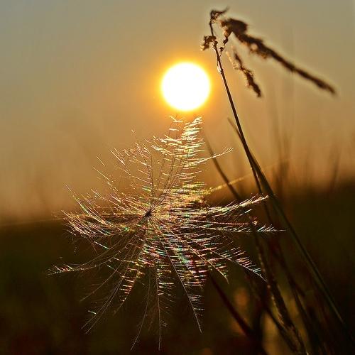 glare of colorful sunlight
