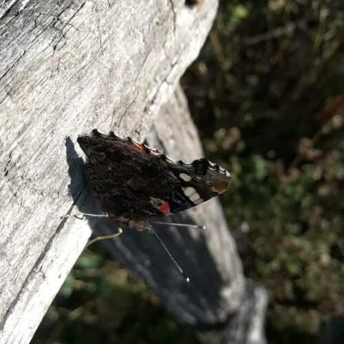 Photo #2172009