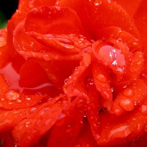 Слезы розы. Тears of a rose.