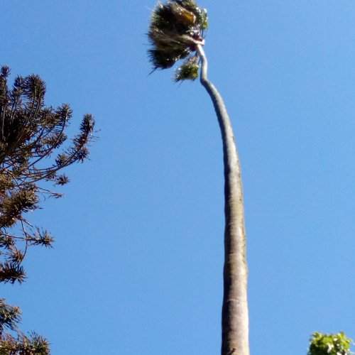 Rich for the sky
