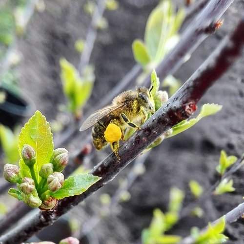Working Bee