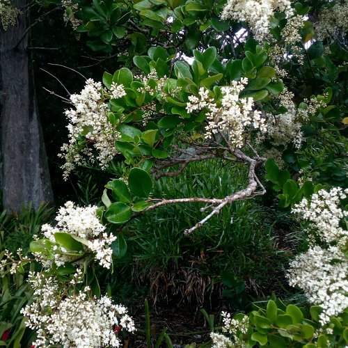 Richness of white