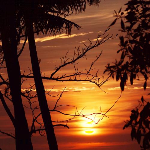 Evening glory