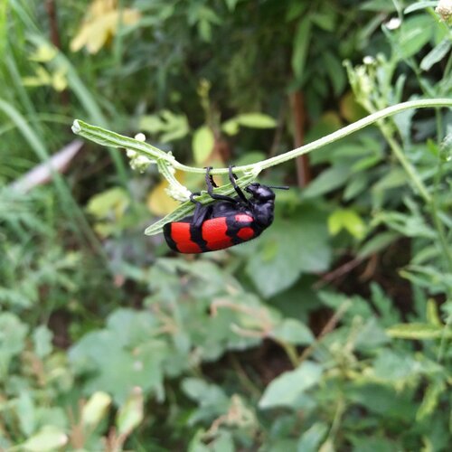 Beautiful bug
