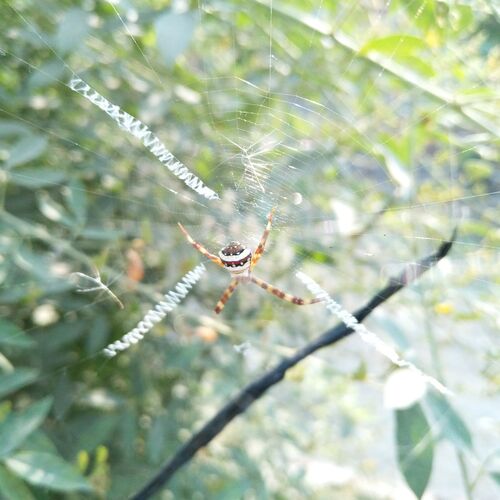 Spider on web
