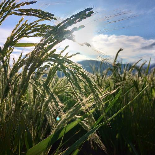 Rice field