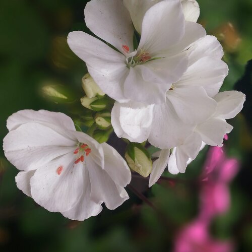 A beautiful flower