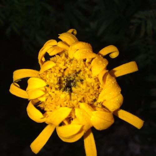 Nature's Creation