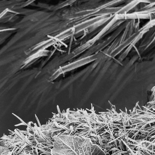 Morning frost