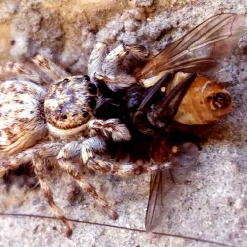 Spider Attack