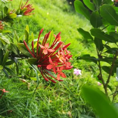 red flower