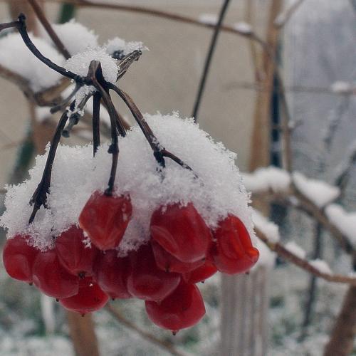 Photo #2179240