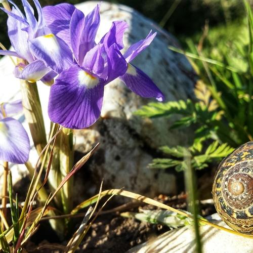 Petit escargot caché