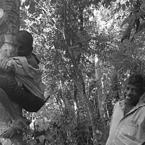 Gathering Coconuts