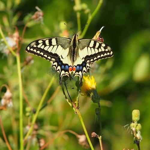 Махаон обыкновенный ( лат. Papilio machaon)