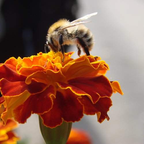 Photo #2183219