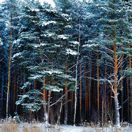 Молчание природы