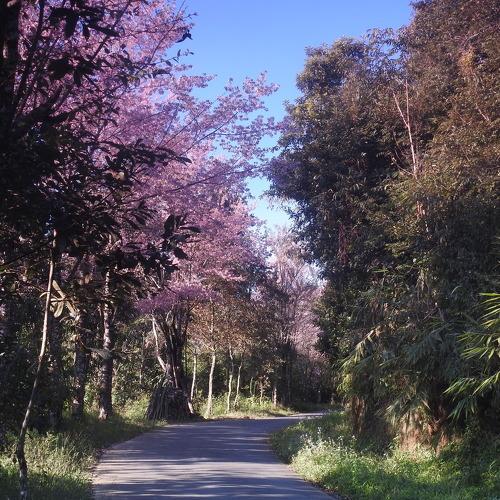 Let the blossoms lead