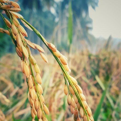Rice is great if you're really hungry,and want to eat two thousand of something...