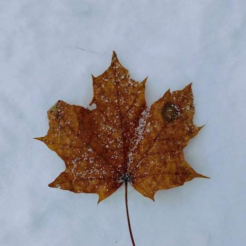 The last leaf