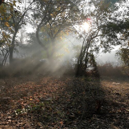 Sunlight