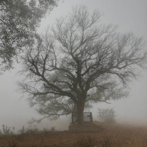Fog
