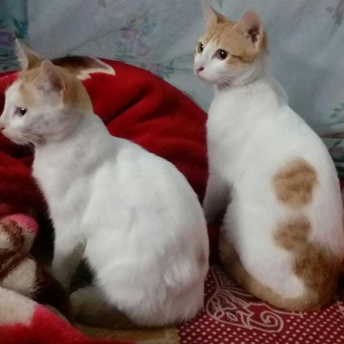 2 little kittens
