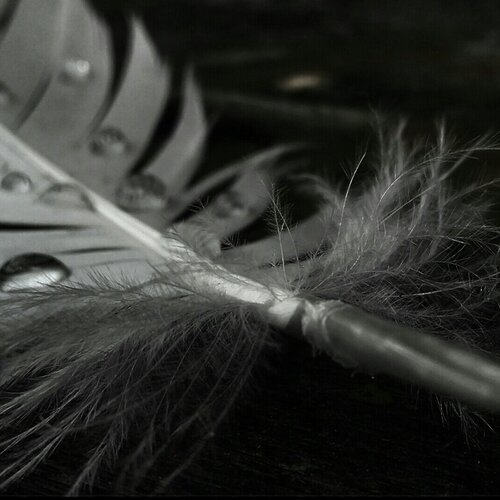 feather with water