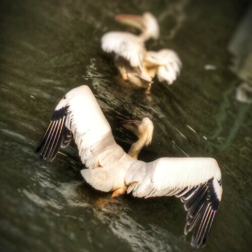 Flying duck