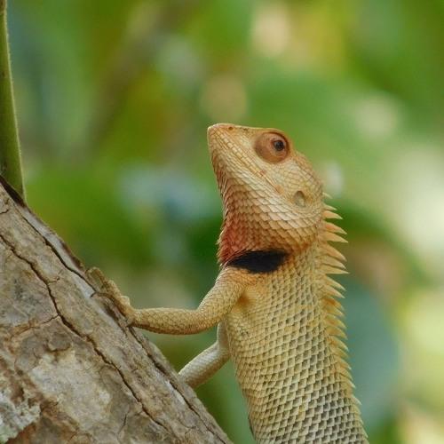 Garden lizard