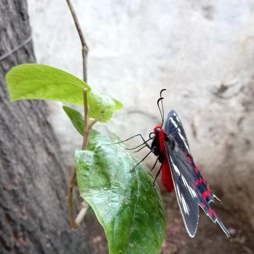 Betel Butterfly