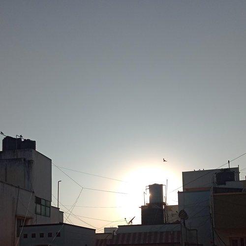 Sun loves pigeon