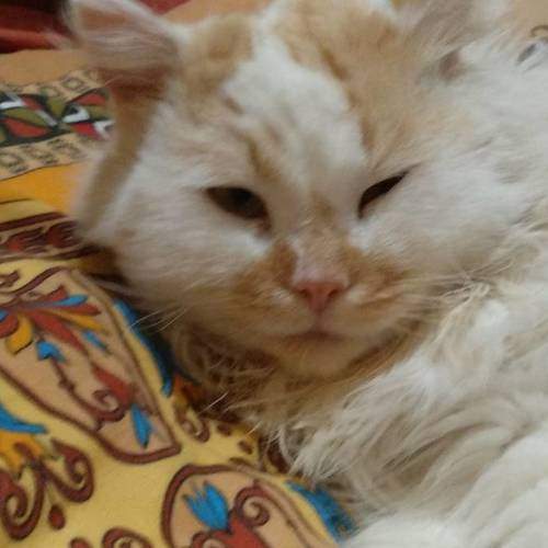 Котейка