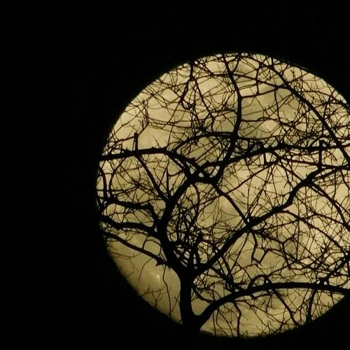 Spider Moon