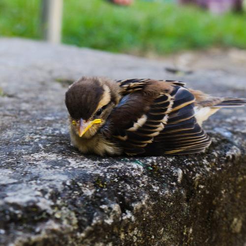 Eurasian sparrow