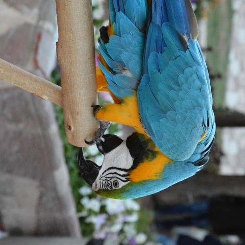 Color wings