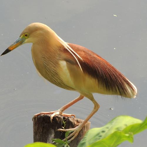 Pond Heron