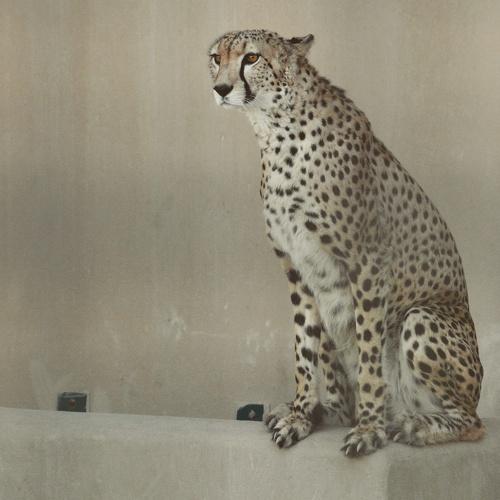 Cheetah