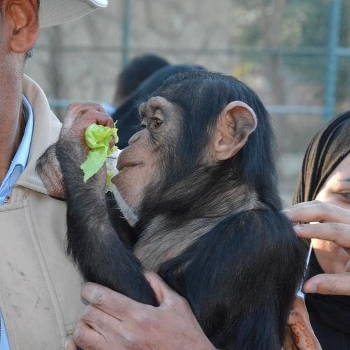 Ape