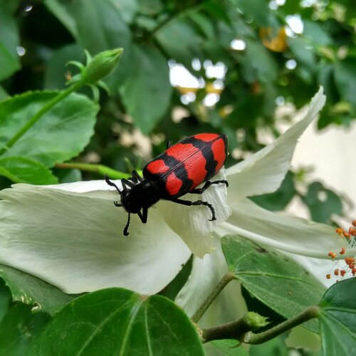 Bug and Bud