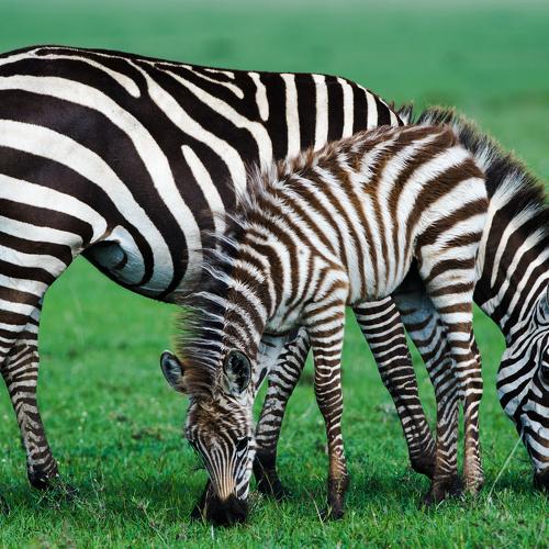 Sharing Stripes